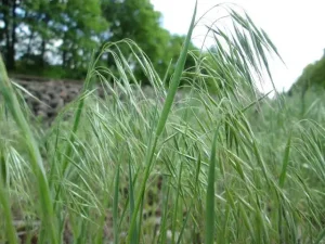 Костер кровельный