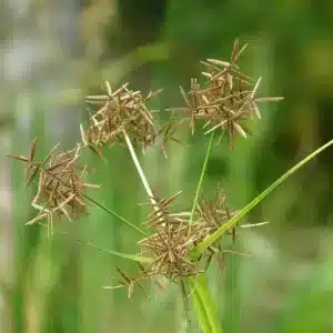 Сыть круглая